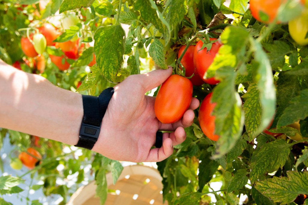 How to Experience the South Carolina Ag + Art Tour in the Olde English District picking tomatoes at cotton hills farm